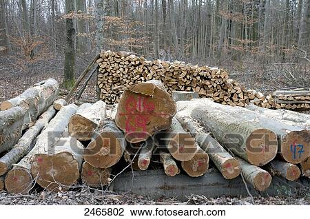 Stack of logs in forest View Large Photo Image Stock Image - Stack of logs in forest . Fotosearch