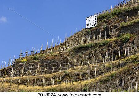 Steep slope vineyard at the Faehrfelsen, Trittenheim, Rhineland-Palatinate, Germany View Large Photo Image Picture - Steep slope vineyard at the Faehrfelsen, Trittenheim, Rhineland-Palatinate, Germany . Fotosearch