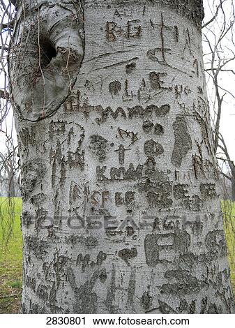 Text carved on tree View Large Photo Image Stock Image - Text carved on tree . Fotosearch
