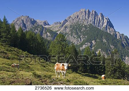 Stock Photograph - Three cows in field, Drauzug, Dolomites, Italy . Fotosearch
