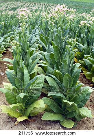 Tobacco plants growing in field View Large Photo Image Stock Photograph - Tobacco plants growing in field . Fotosearch