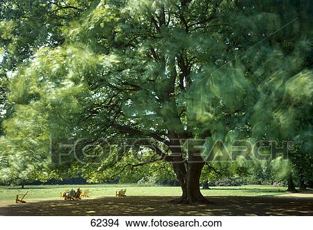 Tree and benches in park View Large Photo Image Picture - Tree and benches in park . Fotosearch