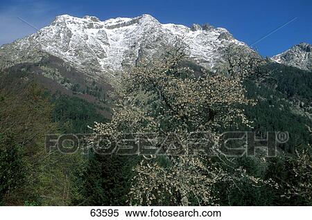 Tree in front of mountains, Corsica, France View Large Photo Image Stock Photography - Tree in front of mountains, Corsica, France . Fotosearch