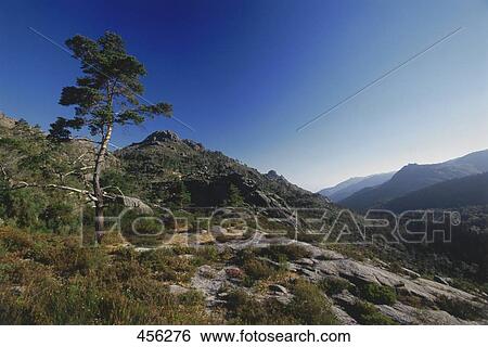 Tree on hill overlooking valley View Large Photo Image Stock Photograph - Tree on hill overlooking valley . Fotosearch
