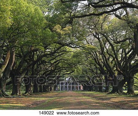 Trees along dirt road leading towards country house, New Orleans, Louisiana, USA View Large Photo Image Stock Image - Trees along dirt road leading towards country house, New Orleans, Louisiana, USA . Fotosearch