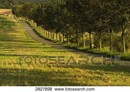 Trees along road, Bad Camberg, Limburg-Weilburg, Hesse, Germany View Large Photo Image Stock Photo - Trees along road, Bad Camberg, Limburg-Weilburg, Hesse, Germany . Fotosearch