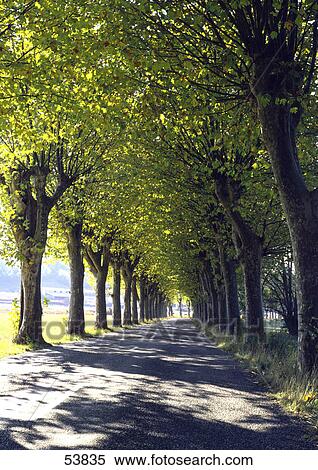 Trees along road View Large Photo Image Stock Photography - Trees along road . Fotosearch