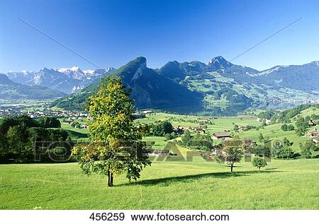 Trees and houses on landscape, Canton Of Schwyz, Switzerland View Large Photo Image Stock Photo - Trees and houses on landscape, Canton Of Schwyz, Switzerland . Fotosearch