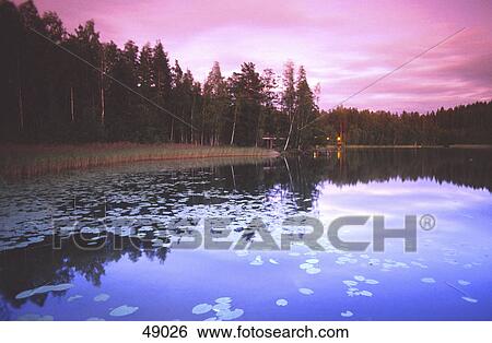 Trees at lakeside, Finland View Large Photo Image Stock Photograph - Trees at lakeside, Finland . Fotosearch
