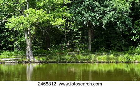 Trees at lakeside View Large Photo Image Stock Image - Trees at lakeside . Fotosearch