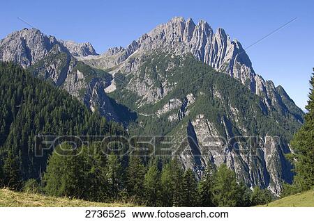 Trees in forest, Drauzug, Spitzkofel, Dolomites, Italy View Large Photo Image Stock Photography - Trees in forest, Drauzug, Spitzkofel, Dolomites, Italy . Fotosearch