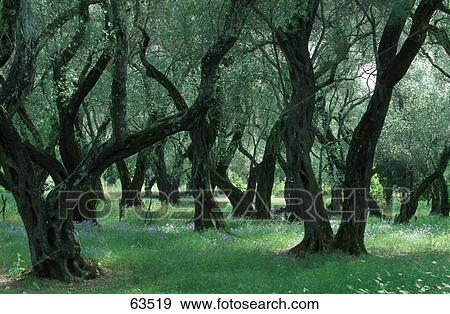 Trees in forest, Ionian Islands, Greece View Large Photo Image Stock Photo - Trees in forest, Ionian Islands, Greece . Fotosearch