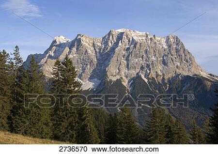 Trees in forest, Mt Zugspitze, Germany View Large Photo Image Stock Image - Trees in forest, Mt Zugspitze, Germany . Fotosearch