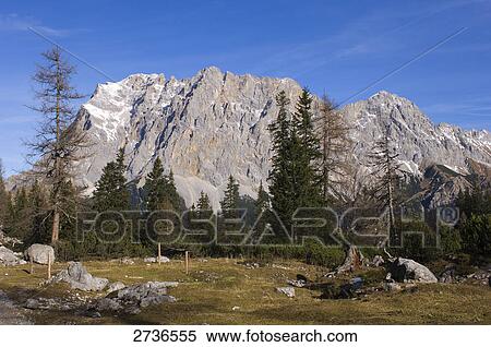 Trees in forest, Mt Zugspitze, Germany View Large Photo Image Stock Photography - Trees in forest, Mt Zugspitze, Germany . Fotosearch