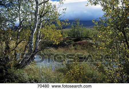 Trees in forest View Large Photo Image Stock Image - Trees in forest . Fotosearch