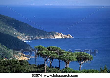 Trees on cliff overlooking sea, Italy View Large Photo Image Picture - Trees on cliff overlooking sea, Italy . Fotosearch
