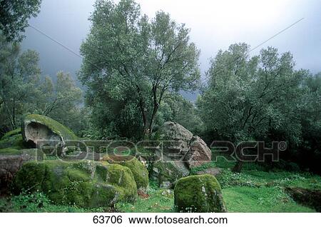 Trees on misty landscape, Ajaccio, France View Large Photo Image Stock Photograph - Trees on misty landscape, Ajaccio, France . Fotosearch