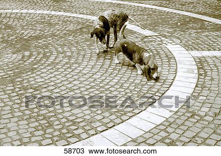 Two dogs on cobblestone pavement View Large Photo Image Stock Image - Two dogs on cobblestone pavement . Fotosearch