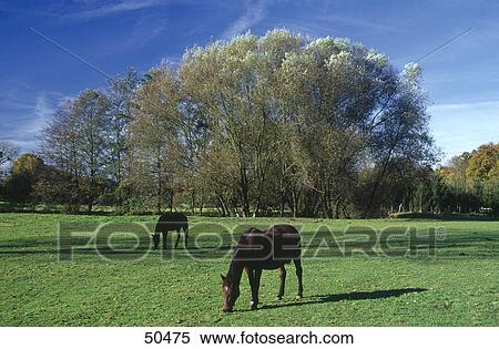 Two horses grazing grass in field View Large Photo Image Stock Photography - Two horses grazing grass in field . Fotosearch