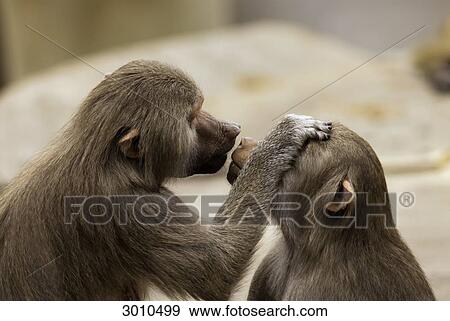 Stock Photo - Two smooching monkeys, Frankfurt Zoological Garden, Germany . Fotosearch