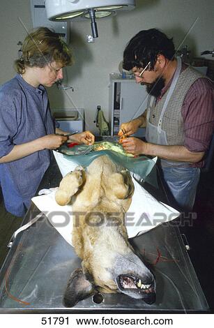 Two veterinary surgeons operating on dog Two veterinary surgeons operating on dog View Large Photo Image Stock Image - Two veterinary surgeons operating on dog Two veterinary surgeons operating on dog . Fotosearch