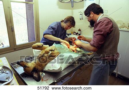 Stock Image - Two veterinary surgeons operating on dog . Fotosearch