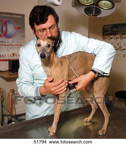 Veterinary surgeon examining dog on table View Large Photo Image Picture - Veterinary surgeon examining dog on table . Fotosearch
