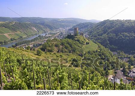Vineyard on hill, Moselle River, Niederburg, Germany View Large Photo Image Stock Image - Vineyard on hill, Moselle River, Niederburg, Germany . Fotosearch