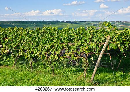 Vineyard, Stadecken, Rheingau, Rhineland Palatinate, Germany, Europe View Large Photo Image Stock Photo - Vineyard, Stadecken, Rheingau, Rhineland Palatinate, Germany, Europe . Fotosearch
