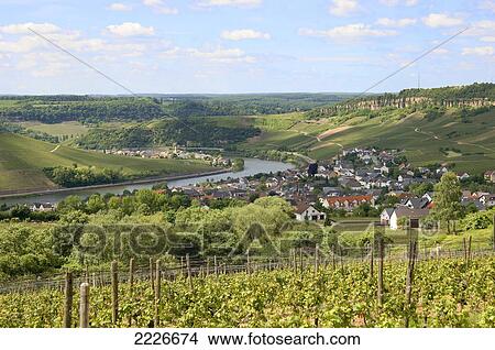 Vineyard with village and river in background, Moselle River, Nittel, Rhineland-Palatinate, Germany View Large Photo Image Picture - Vineyard with village and river in background, Moselle River, Nittel, Rhineland-Palatinate, Germany . Fotosearch