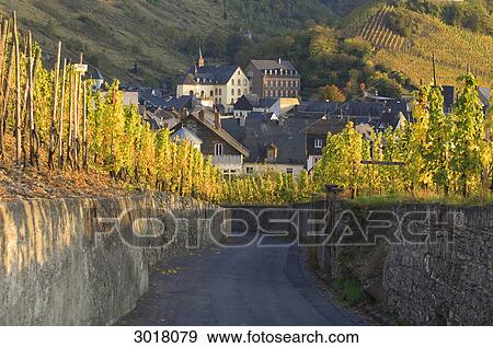 Walled street through vineyard near Bernkastel-Kues, Rhineland-Palatinate, Germany View Large Photo Image Stock Photo - Walled street through vineyard near Bernkastel-Kues, Rhineland-Palatinate, Germany . Fotosearch