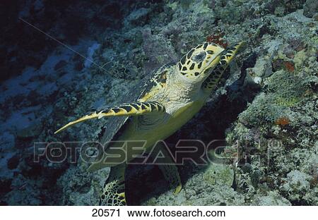 Water turtle swimming over coral underwater, Maldives View Large Photo Image Stock Image - Water turtle swimming over coral underwater, Maldives . Fotosearch