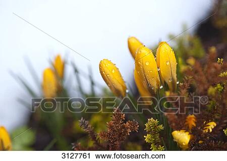 Waterdrops on yellow crocus blossoms, close-up View Large Photo Image Stock Image - Waterdrops on yellow crocus blossoms, close-up . Fotosearch