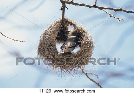 Stock Image - Weaver bird building it's nest, Kenya . Fotosearch