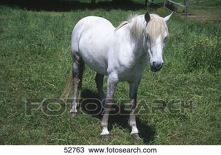 White Arab horse standing in field, Germany View Large Photo Image Stock Image - White Arab horse standing in field, Germany . Fotosearch