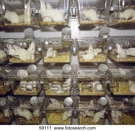 White rats in cages in laboratory View Large Photo Image Stock Image - White rats in cages in laboratory . Fotosearch