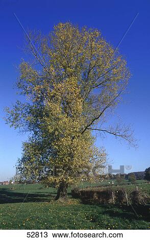 Willow tree in field View Large Photo Image Stock Image - Willow tree in field . Fotosearch