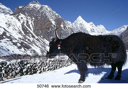 Stock Photograph - Yak (Bos mutus) standing in snow, Himalayas, Nepal . Fotosearch