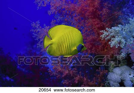 Yellow Maskfish swimming underwater, Egypt View Large Photo Image Picture - Yellow Maskfish swimming underwater, Egypt . Fotosearch