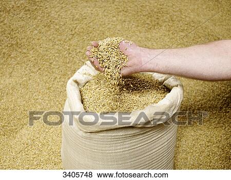 Stock Photo - A handful barley and barley in a bag . Fotosearch