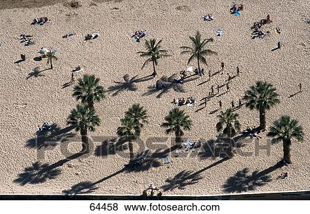Aerial view of tourists and palm trees on beach, Playa de las Teresitas, Tenerife, Canary Islands, Spain View Large Photo Image Stock Photo - Aerial view of tourists and palm trees on beach, Playa de las Teresitas, Tenerife, Canary Islands, Spain . Fotosearch