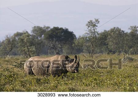 Stock Image - African black rhino (Diceros bicornis), Kenya, Africa . Fotosearch