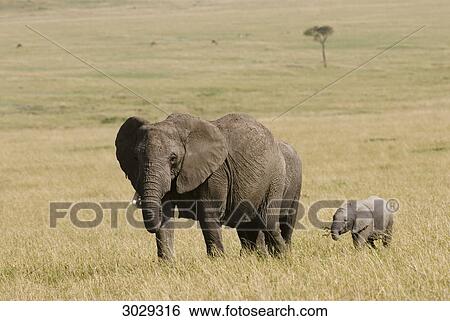 Stock Photograph - African bush elephants (Loxodonta africana), Kenya, Africa . Fotosearch