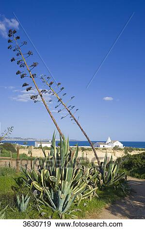 Agaves in front of the chapel Nossa Senhora da Rocha, Armacao de Pera, Algarve, Portugal View Large Photo Image Stock Photo - Agaves in front of the chapel Nossa Senhora da Rocha, Armacao de Pera, Algarve, Portugal . Fotosearch