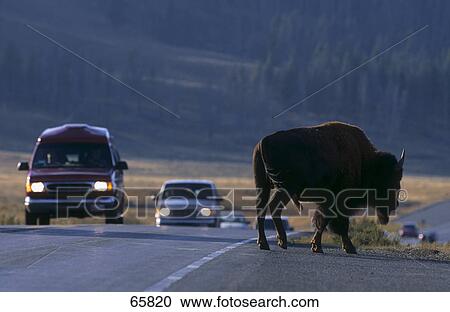 American Bison (Bison bison) walking at roadside, Yellowstone National Park, Wyoming, USA View Large Photo Image Stock Image - American Bison (Bison bison) walking at roadside, Yellowstone National Park, Wyoming, USA . Fotosearch