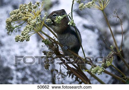 American chipmunk on tree, Banff National park, Alberta, Canada View Large Photo Image Stock Image - American chipmunk on tree, Banff National park, Alberta, Canada . Fotosearch