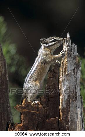 Picture - American chipmunk on tree stump, Banff National park, Alberta, Canada . Fotosearch