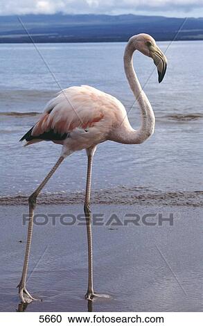 Stock Image - American Flamingo (Phoenicopterus ruber) walking on beach, Galapagos Islands, Ecuador . Fotosearch