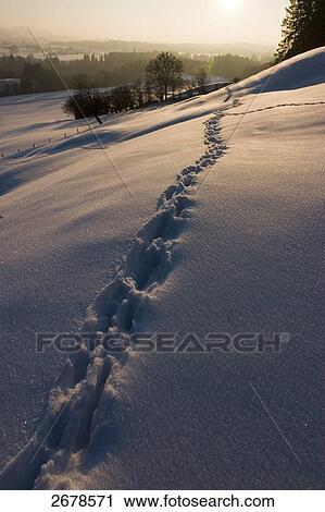 Stock Image - Animal footprints on snow, Bavaria, Germany . Fotosearch