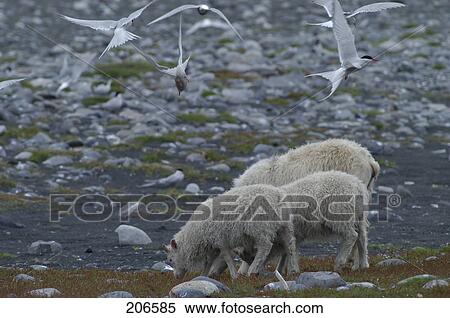 Arctic Tern (Sterna paradisaea) birds flying over sheep in field, Iceland View Large Photo Image Stock Photography - Arctic Tern (Sterna paradisaea) birds flying over sheep in field, Iceland . Fotosearch
